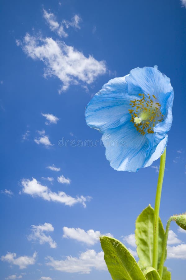 Blue flower stock photo. Image of flower, close, petal 2469186