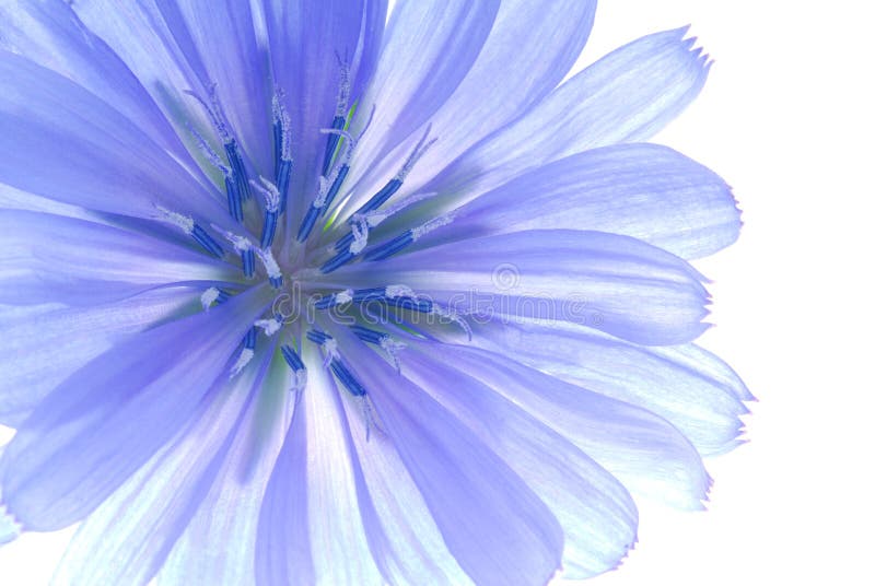 Blue flower