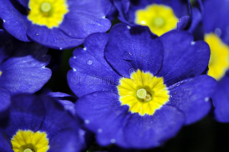 Blue and yellow violets stock photo. Image of garden, blue 5666064