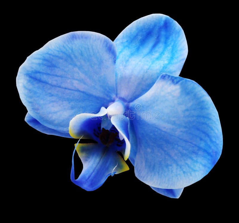 Blue Flower on Black Isolated Background with Clipping Path. for Design