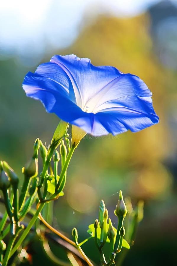 Blue flower blooming stock image. Image of summer, flower 91644171