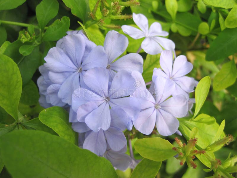 Blue Flower Stock Photo Image Of Nature Flower Flowers 37945722