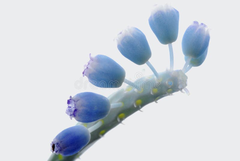 Blue flower buds