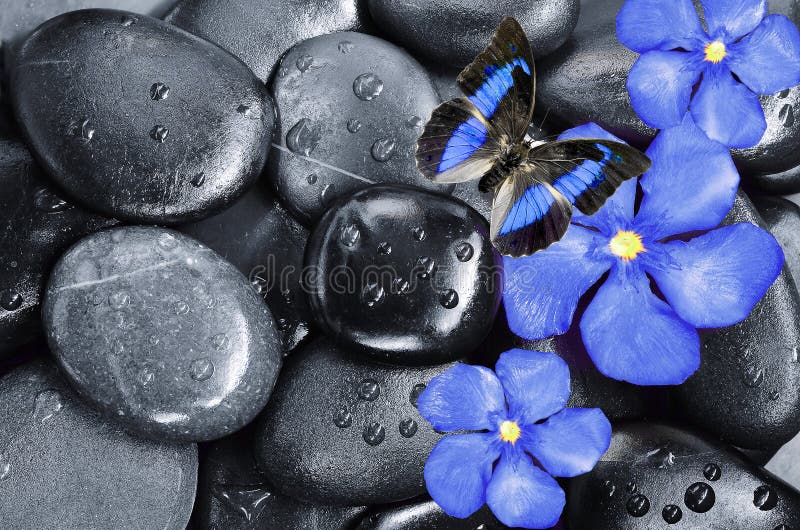 Blue Flower, butterfly and black stones