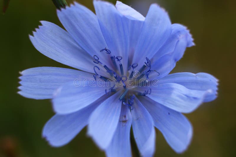 Blue Flower of Chicory Closeup Stock Image Image of herbs, nature