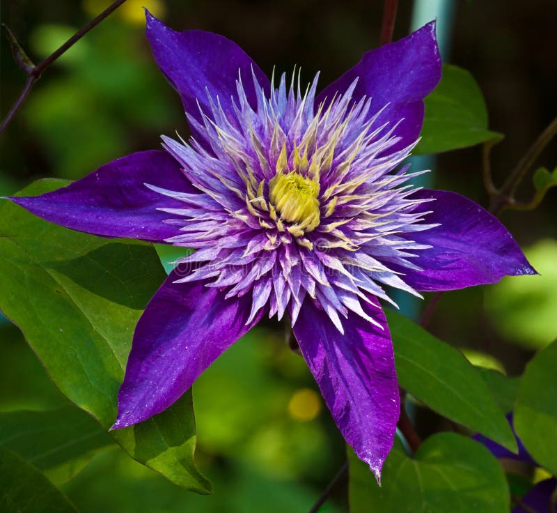 Blue flower Clematis stock image. Image of nature, summer - 85520635