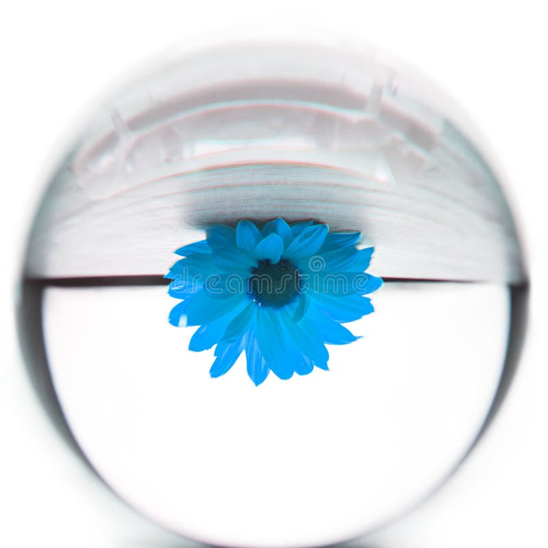 Blue Flower Daisy in a Glass Sphere. Abstract Flower Concept Stock