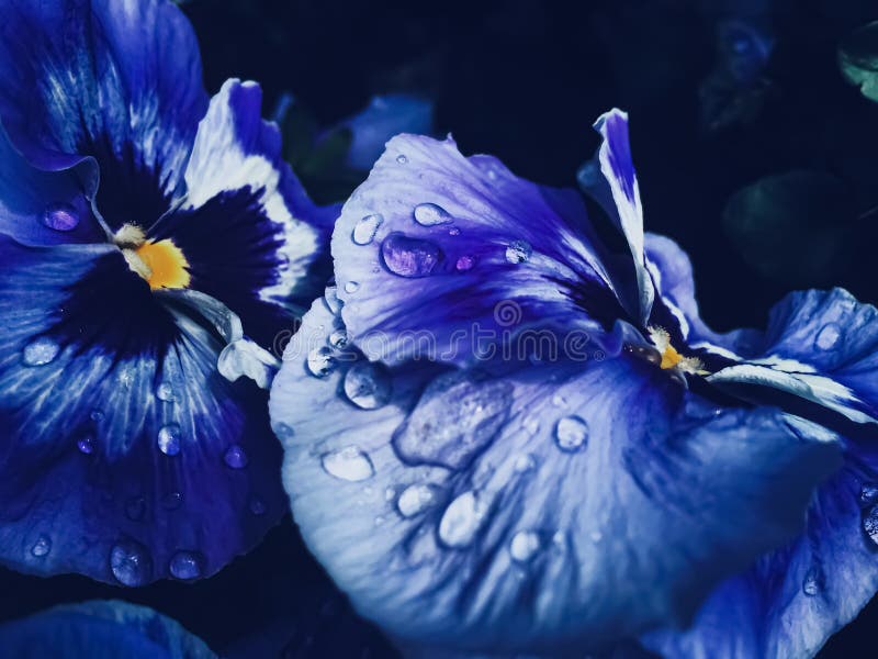 Blue Flower on Dark Background, Floral and Nature Stock Photo Image