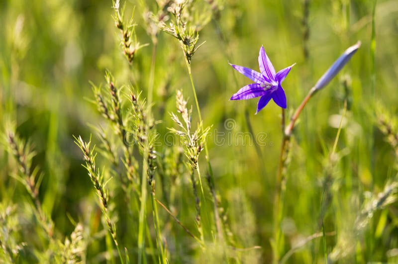 Blue Flower in the Desert in the Spring Stock Photo Image of garden