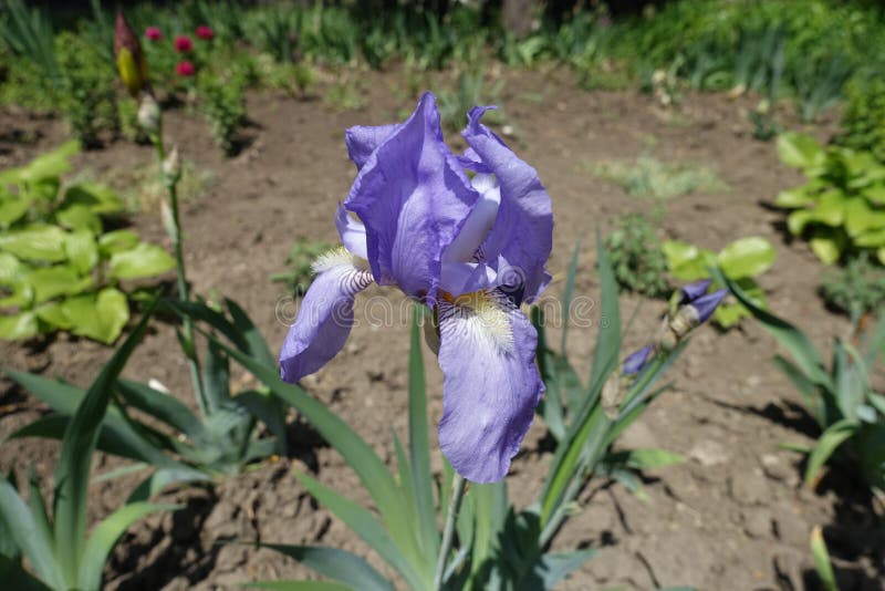 Blue flower of German iris stock image. Image of green 145836757