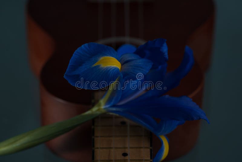 Blue flower on a guitar stock photo. Image of bloom 255550278