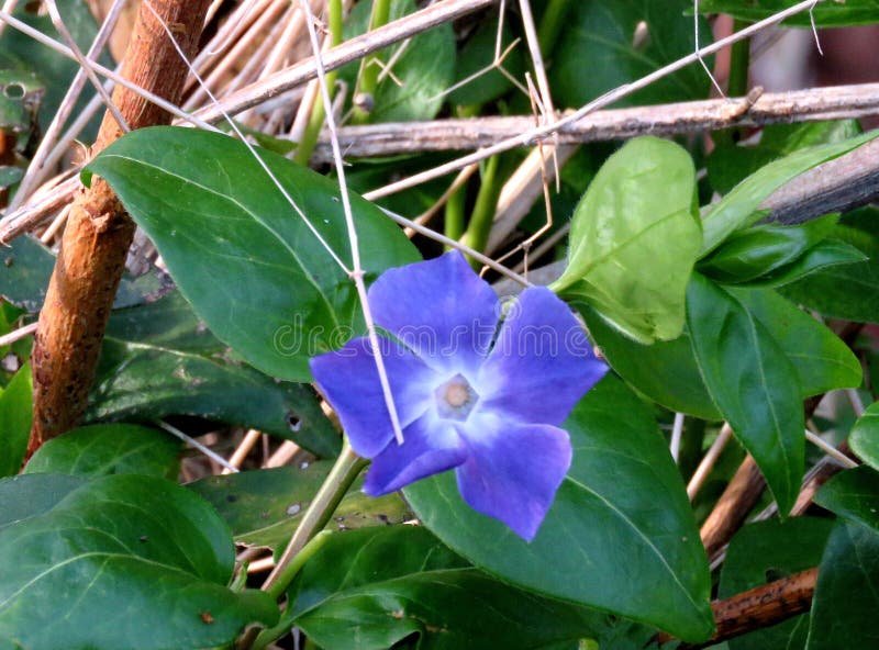 Blue Flower in the Hedge Row Spring Time Lovely Stock Photo Image of