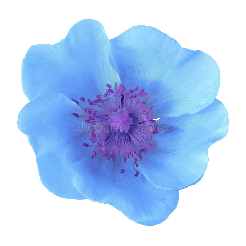 Blue flower isolated on white background. Close-up. Macro.