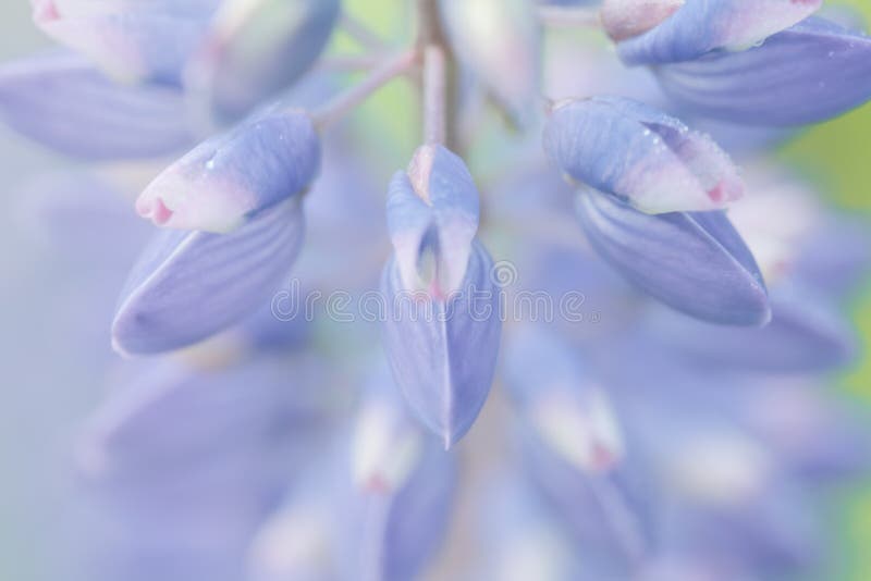 Blue flower lupine macro, close up. Blooming lupine flowers in meadow with soft colors effect and blurred background.