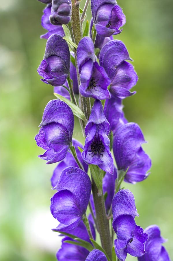 Blue flower - macro and sharp