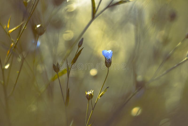 Blue Flower in a Magical Garden: A Delicate Moment in Nature royalty free stock photography
