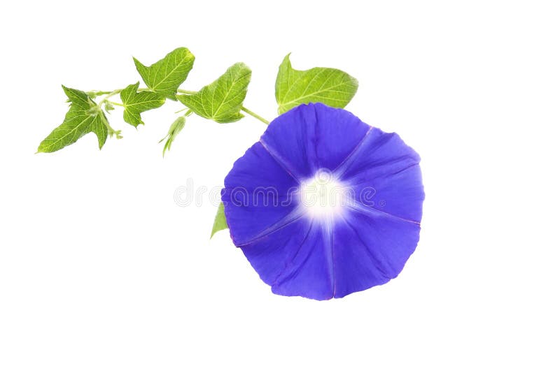 Asagao Flower Stock Photo Image Of Garden Blossom Asagao Flower Stock Photo Image Of Garden Blossom