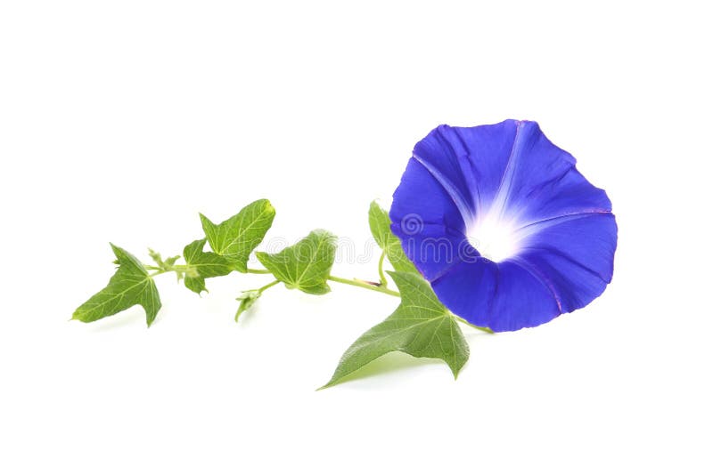 Blue Flower Of Morning Glory On A White Background Stock Photo Image Of Asagao Blossom Blue Flower Of Morning Glory On A White Background Stock Photo Image Of Asagao Blossom