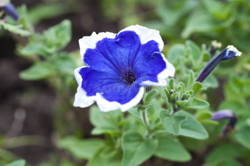 Blue flower in summer stock image. Image of blue, background 100921653