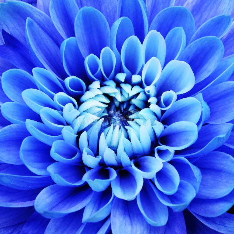 Blue flower petals stock photo. Image of macro, flowers - 109032976