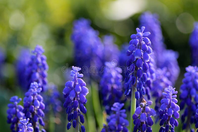 Flower, Plant, Blue, Purple Picture. Image 116331954