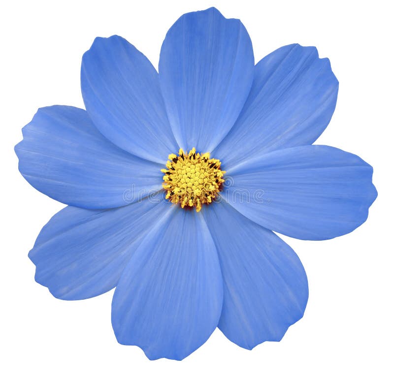 Blue Flower Primula. White Isolated Background with Clipping Path ...