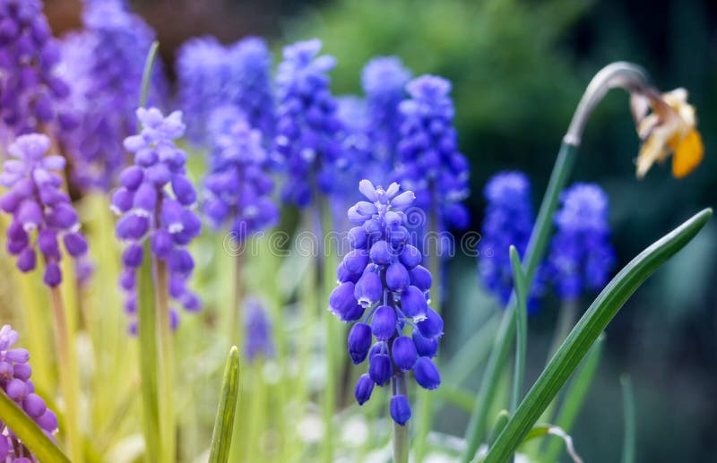 Flower, Plant, Blue, Purple Picture. Image 115877931