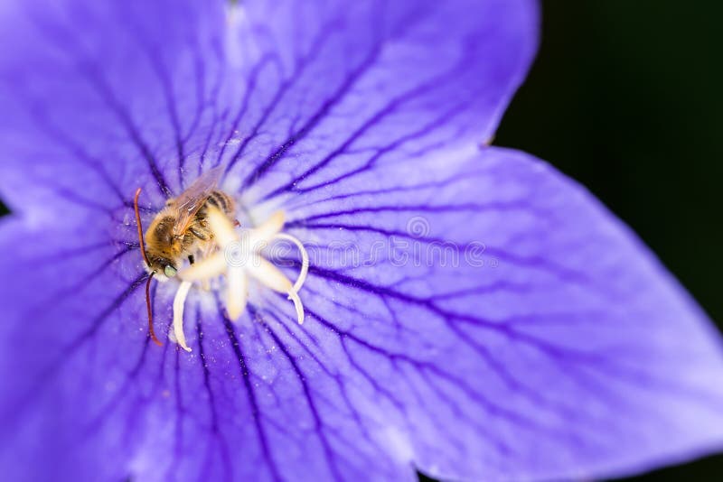 Blue Flower with Purple Veins and Pointed Petals Macro Stock Photo