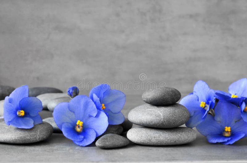 Blue Flower and Stone Zen Spa on Grey Background Stock Image Image of