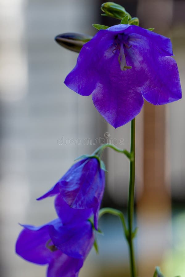 Blue, Violet, Flower, Purple Picture. Image 100573503