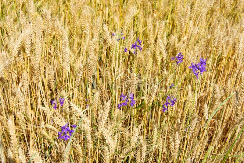 Blue Flower on Wheat Field Background Stock Image - Image of crop ...