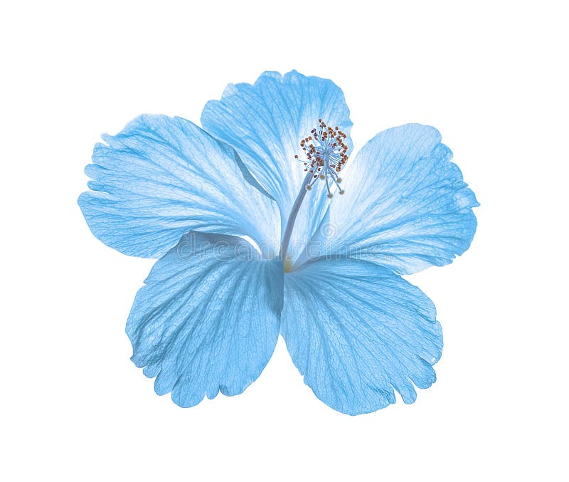 Blue Flower on White Background Stock Photo - Image of flower, blue: 87273044