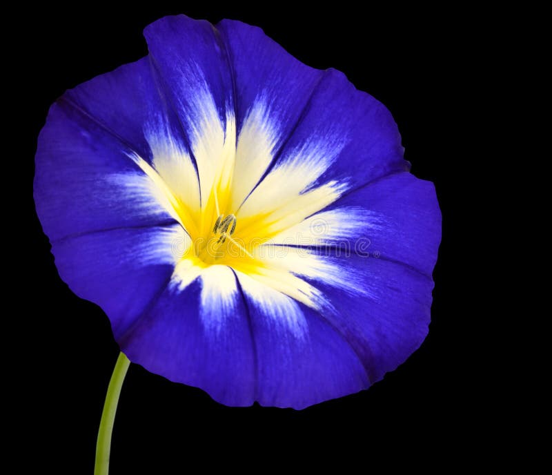 Blue Flower with White Yellow Star Center Isolated