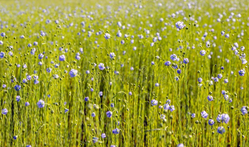 Blue flowering Common Flax plants from close