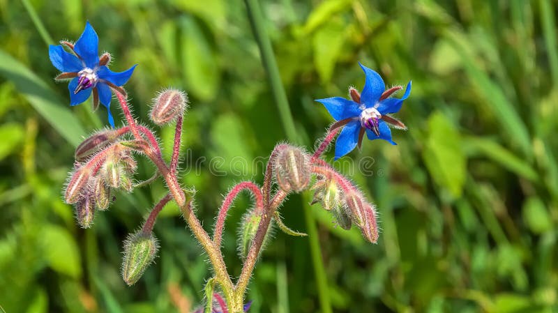Blue flowering Starflower