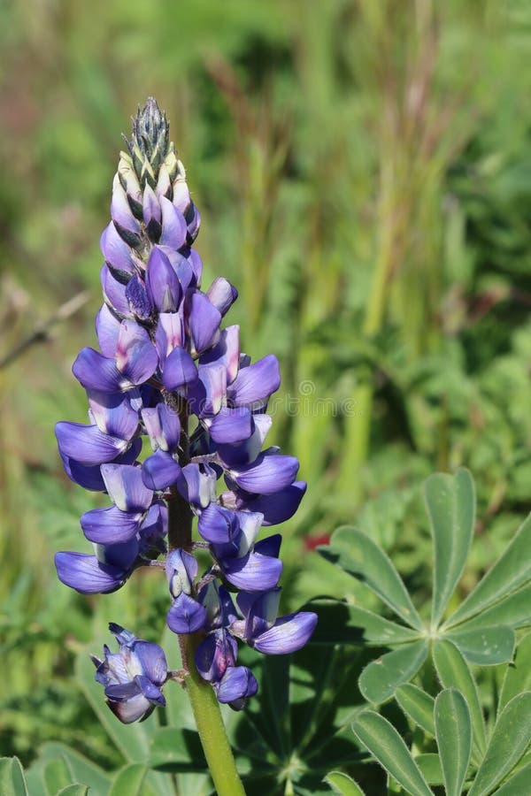 Lupinus Succulentus Bloom - Santa Monica Mtns - 030223