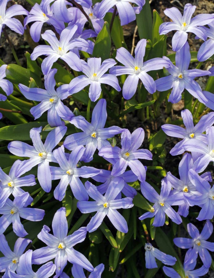 Blue flowers