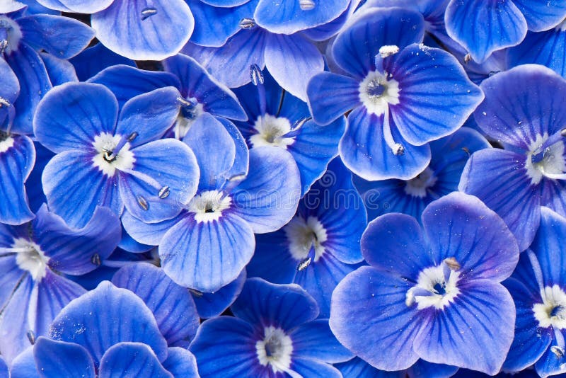 Makro Bild von sehr kleinen blauen Blumen.