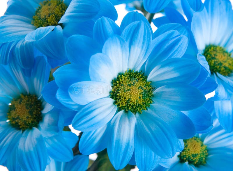 Blue flowers