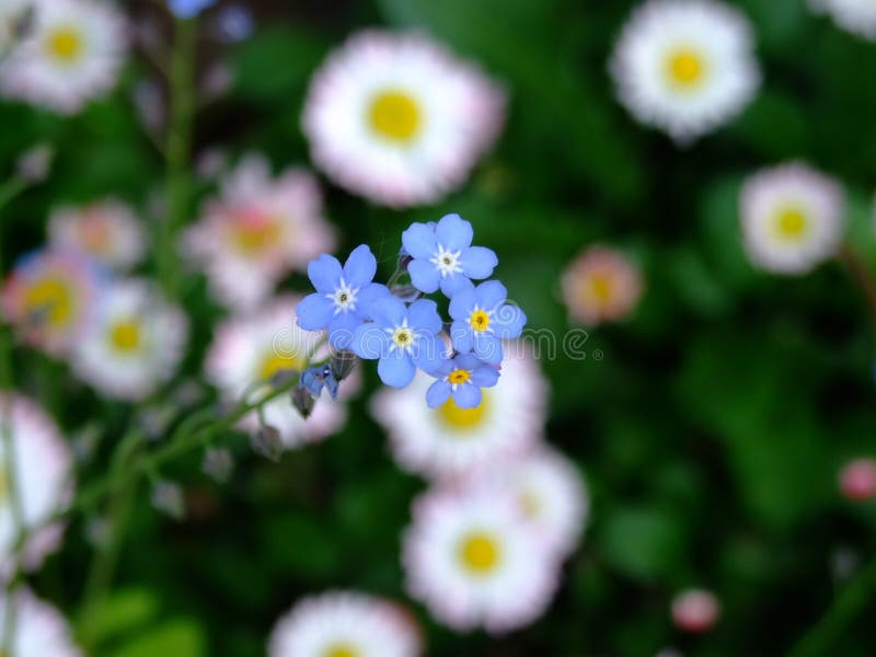 Blue flowers