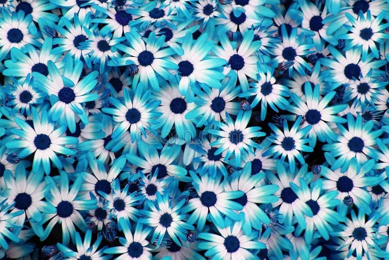 Blue flowers background stock image. Image of flowers 29031999