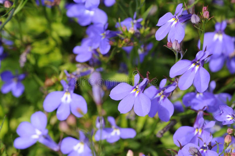 Sky Blue laguna Flowers stock photo. Image of flora, blue - 5562986