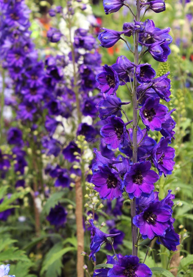 Blue Flower in the Bryant Park, Kodaikanal Stock Image Image of district, dindigul 120431359