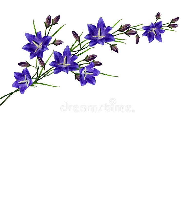 Blue flowers campanula