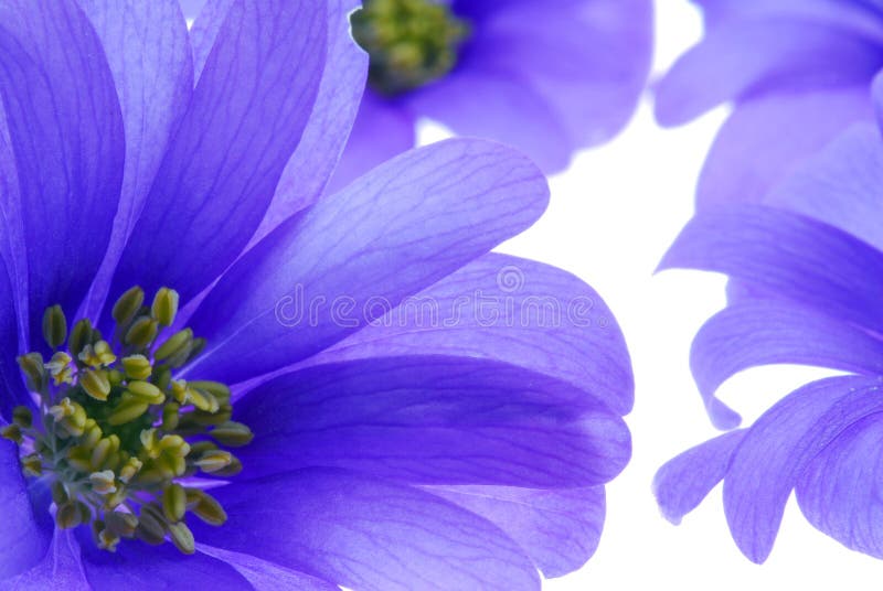 Blue flowers closeup
