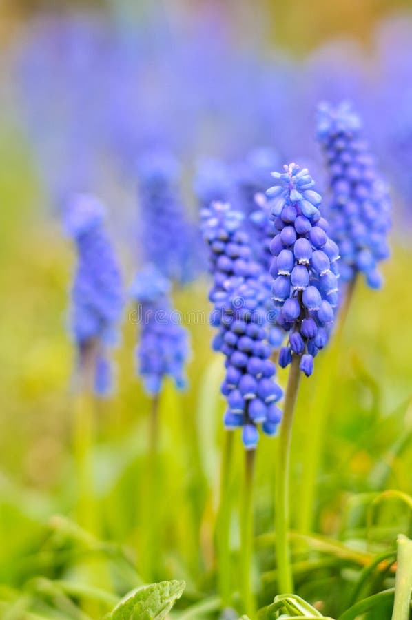 Blue Flowers stock image. Image of delicate, color, circle 52296017