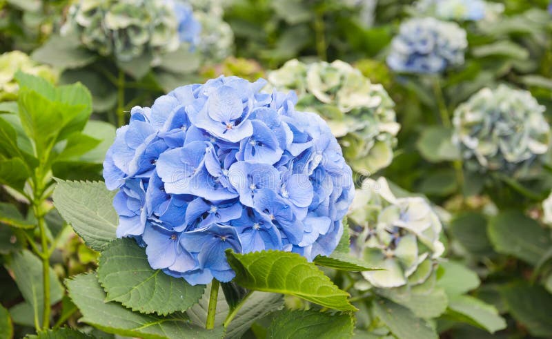 Blue flowers in a Dutch Hydrangea nursery