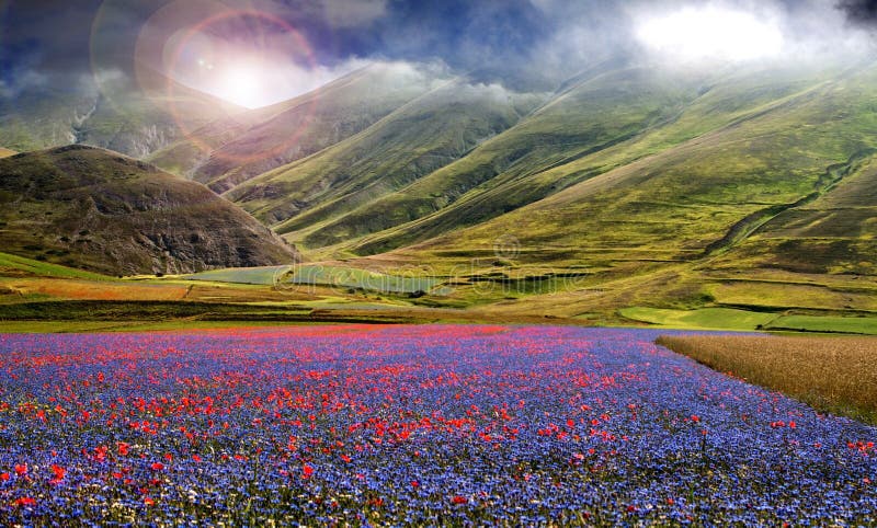 Blue flowers field magic landscape