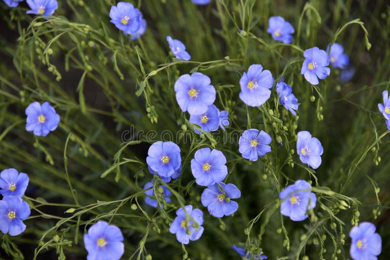 Blue Flowers of Flax Field Flax Linum of the Flax Family Linaceae Stock ...