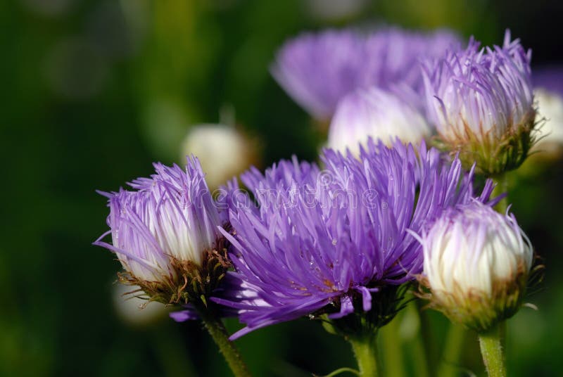 Blue Flowers in the Flowerbed Closeup Stock Image Image of sight, kind 186543689